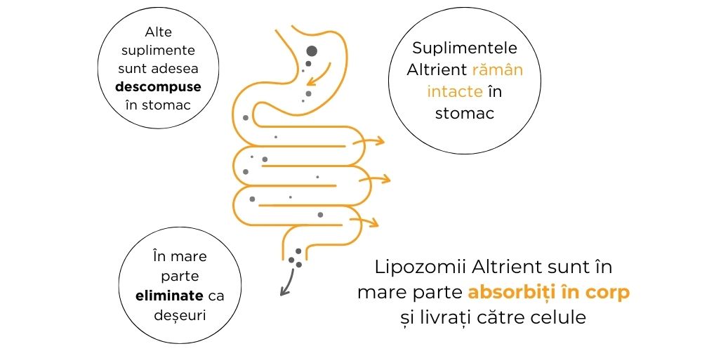 Altrient C in intestin